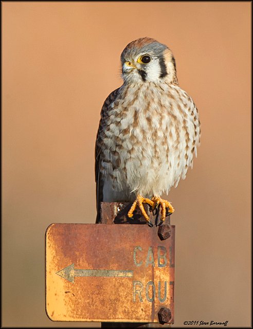 _1SB0656 kestrel.jpg